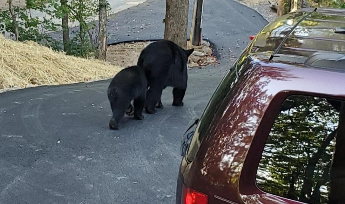 세비어빌 Can'T "Bear" To Leave 빌라 외부 사진