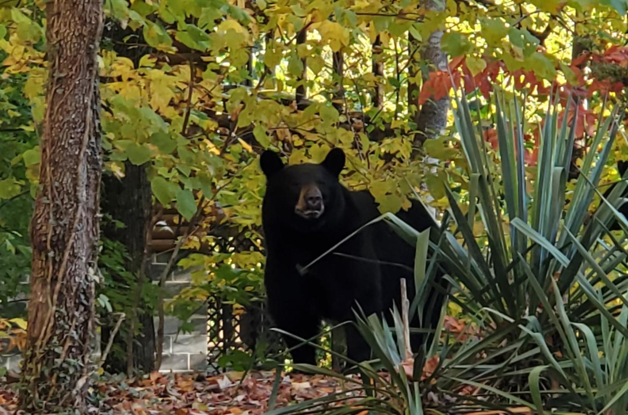 세비어빌 Can'T "Bear" To Leave 빌라 외부 사진